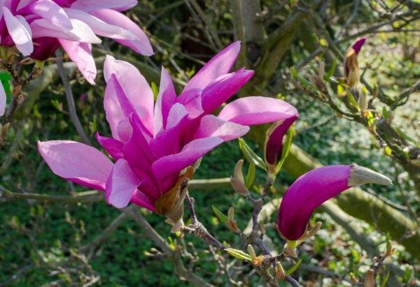 Magnolia SOULANGEANA - 2