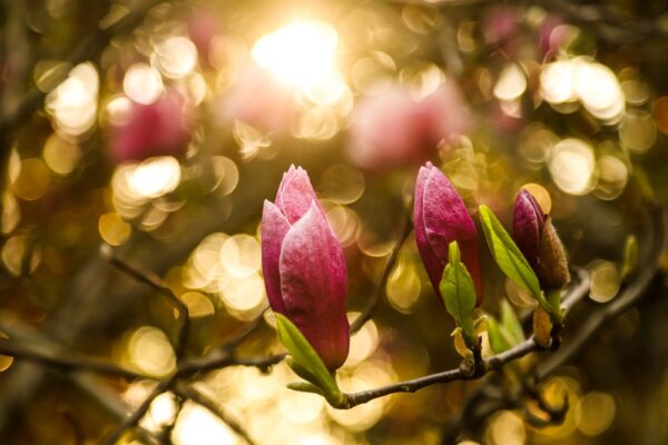 Magnolia SOULANGEANA - 3