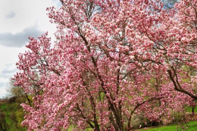 Magnolia SOULANGEANA