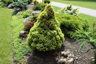 ŚWIERK BIAŁY SUN ON THE SKY