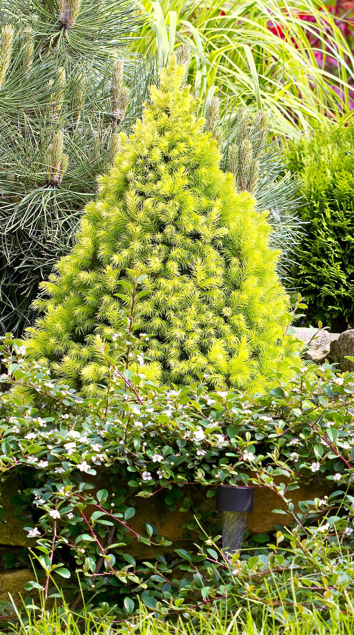 ŚWIERK BIAŁY SUN ON THE SKY - 2