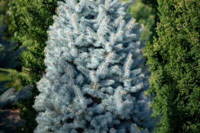 ŚWIERK KŁUJĄCY SUPER BLUE SEEDLING