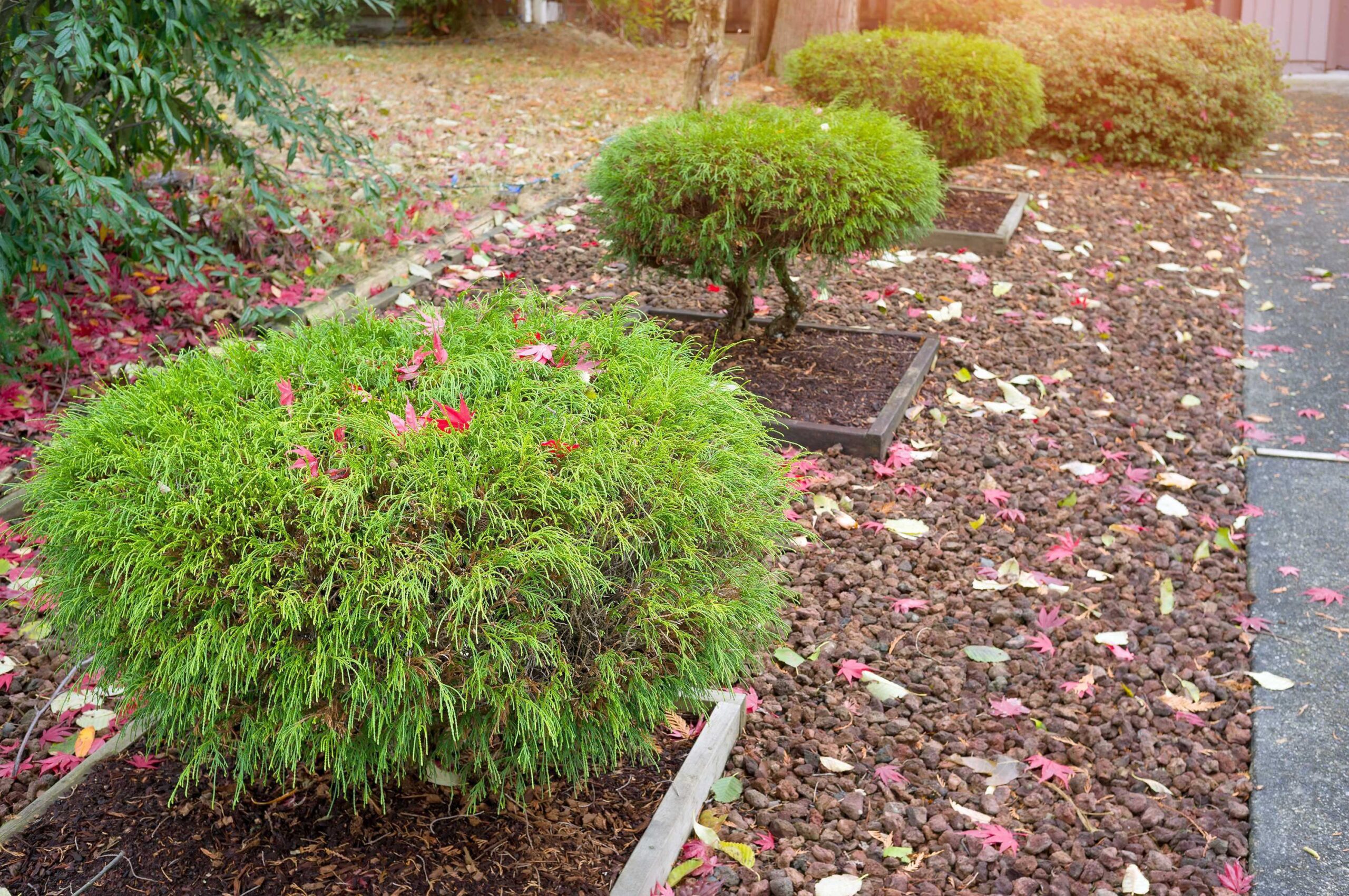 Cyprysik groszkowy FILIFERA AUREA - 2