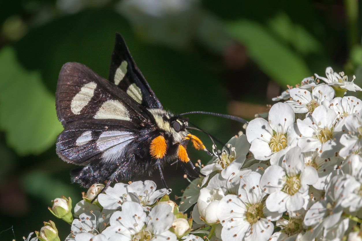 Tawuła nippońska WHITE CARPET - 2