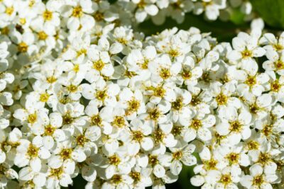 Tawuła nippońska WHITE CARPET