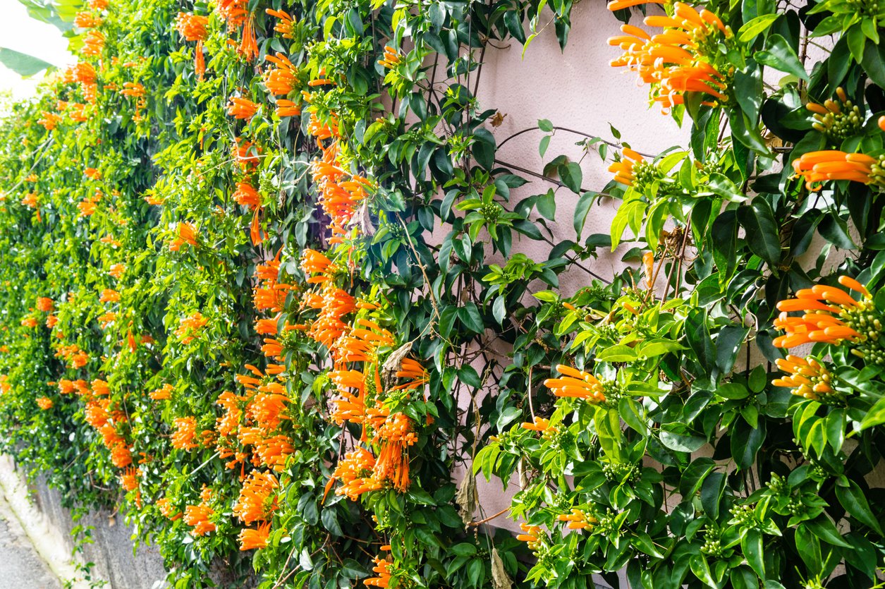 MILIN AMERYKAŃSKI URSYNÓW - 3