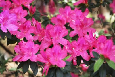 Azalia japońska KIUSIU