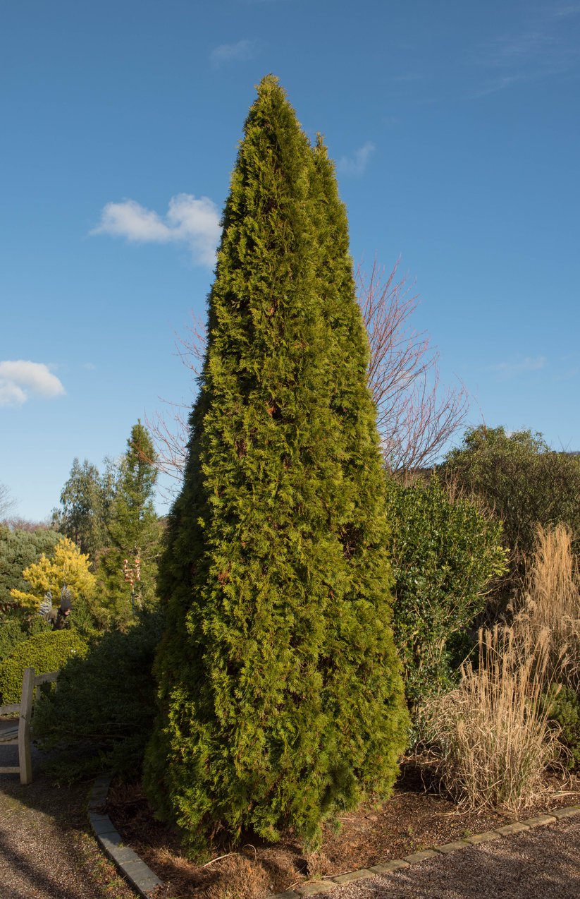 Tuja SZMARAGD thuja SMARAGD - 3