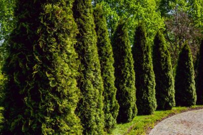 Tuja SZMARAGD thuja SMARAGD