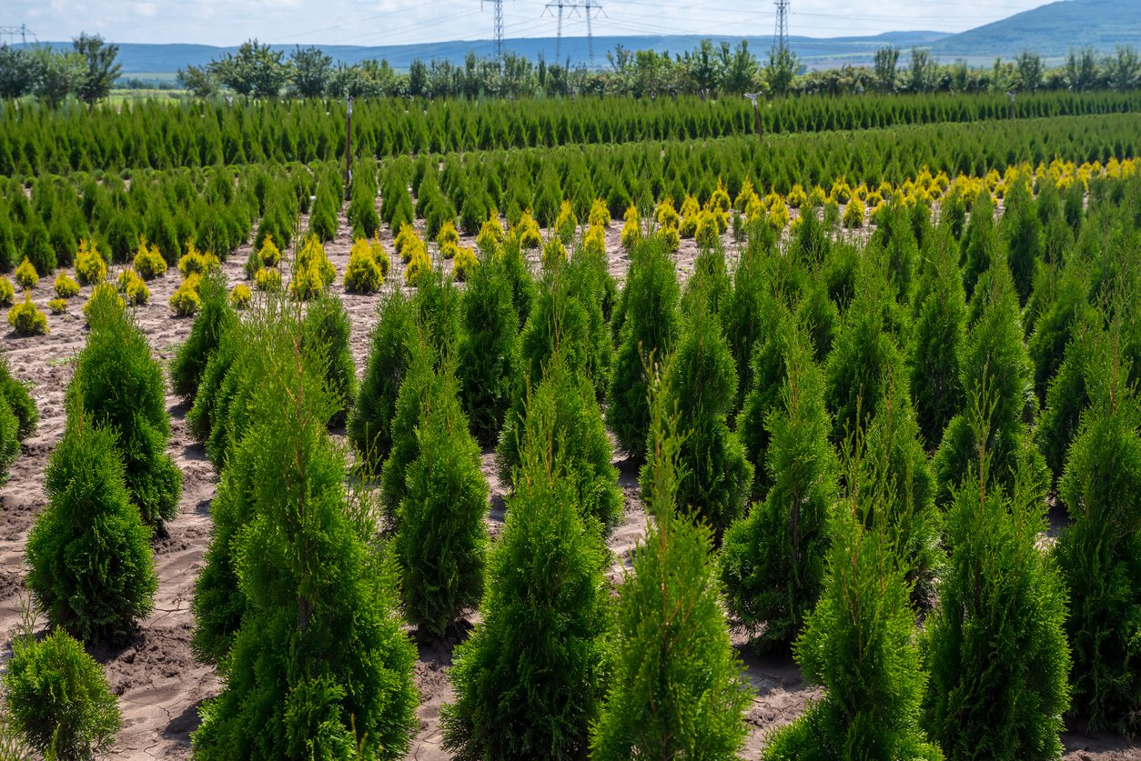 Tuja SZMARAGD thuja SMARAGD - 4