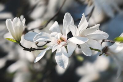 MAGNOLIA LOEBNERA SNOWDRIFT