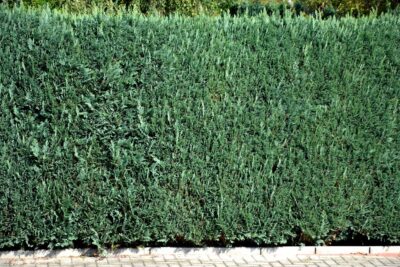 Cyprysik Lawsona COLUMNARIS