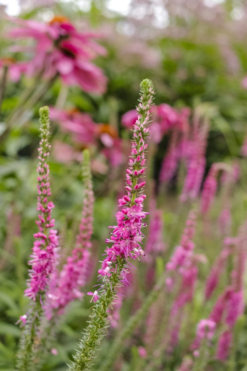 PRZETACZNIK KŁOSOWY ANNIVERSARY ROSE - 3