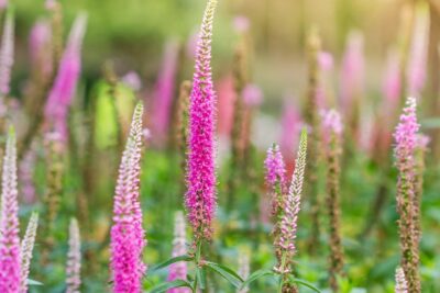 PRZETACZNIK KŁOSOWY ANNIVERSARY ROSE