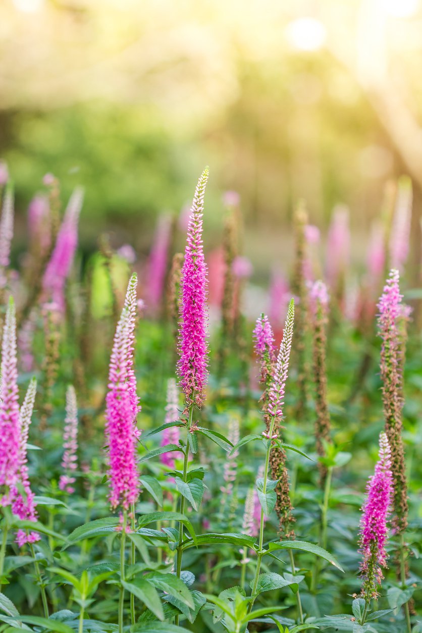 PRZETACZNIK KŁOSOWY ANNIVERSARY ROSE