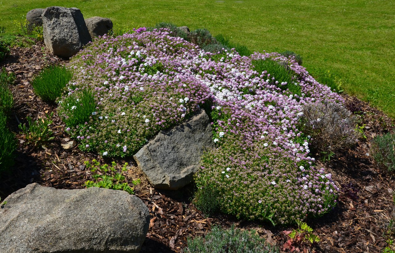 MACIERZANKA CYTRUSOWA DOONEY VALLEY - 3