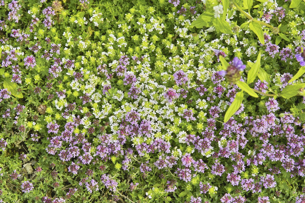 MACIERZANKA CYTRUSOWA DOONEY VALLEY - 2