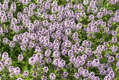 MACIERZANKA CYTRUSOWA DOONEY VALLEY