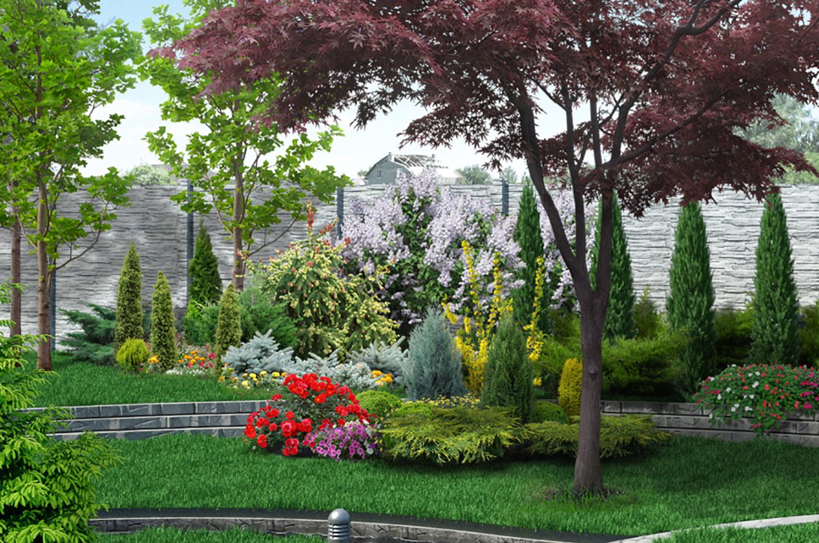 Jałowiec pośredni OLD GOLD - 2