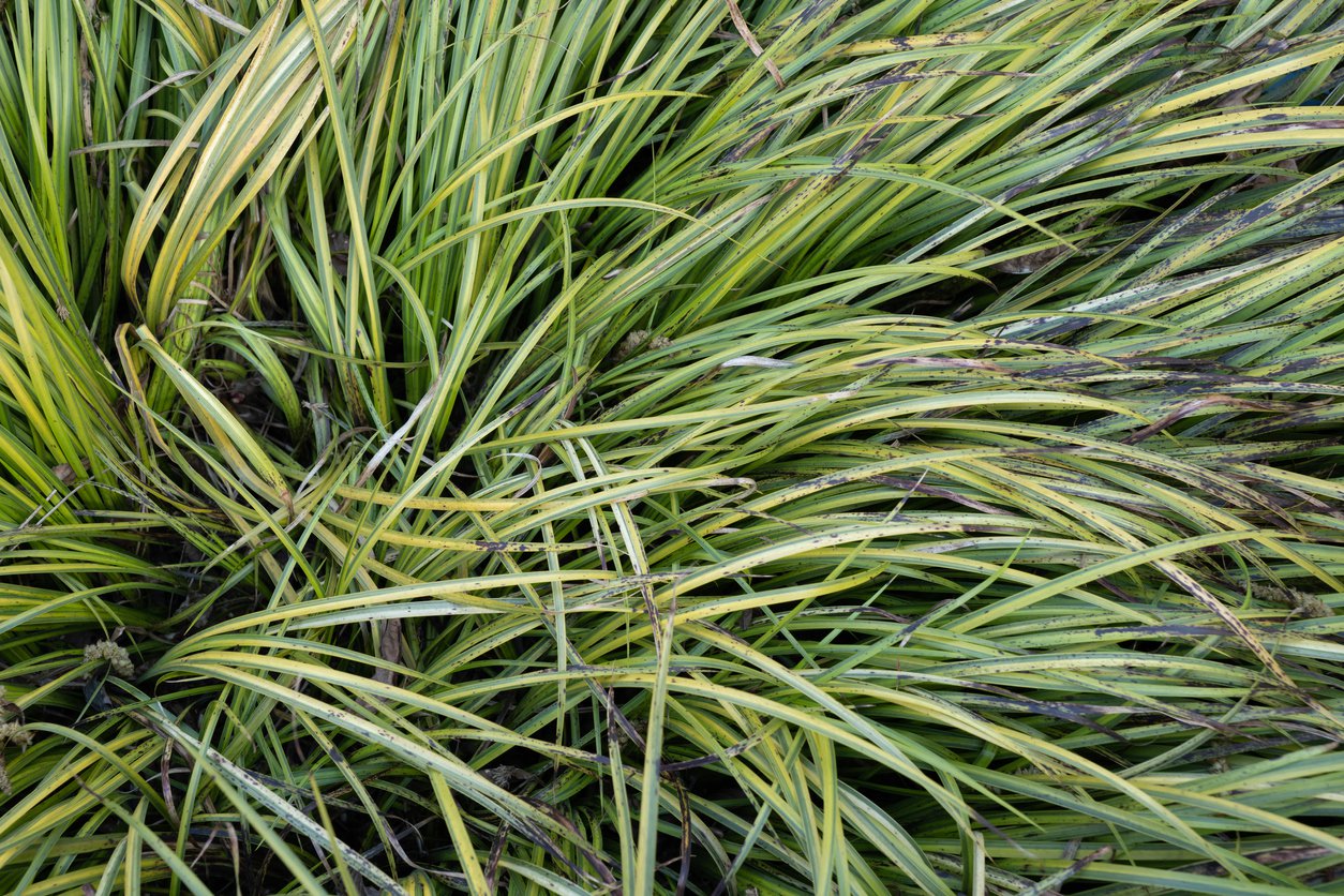 Tatarak trawiasty ARGENTEOSTRIATUS - 2