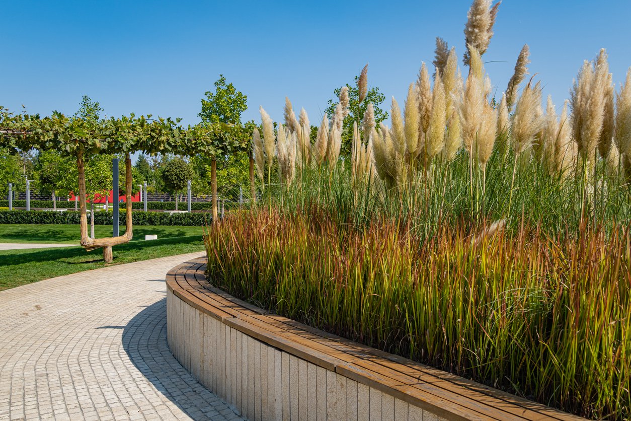 Imperata czerwona trawa RED BARON - 4