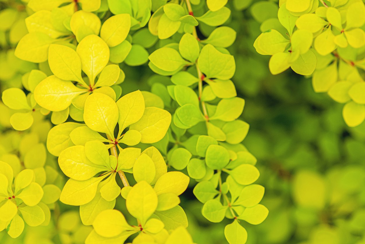 Berberys THUNBERGA AUREA - 4