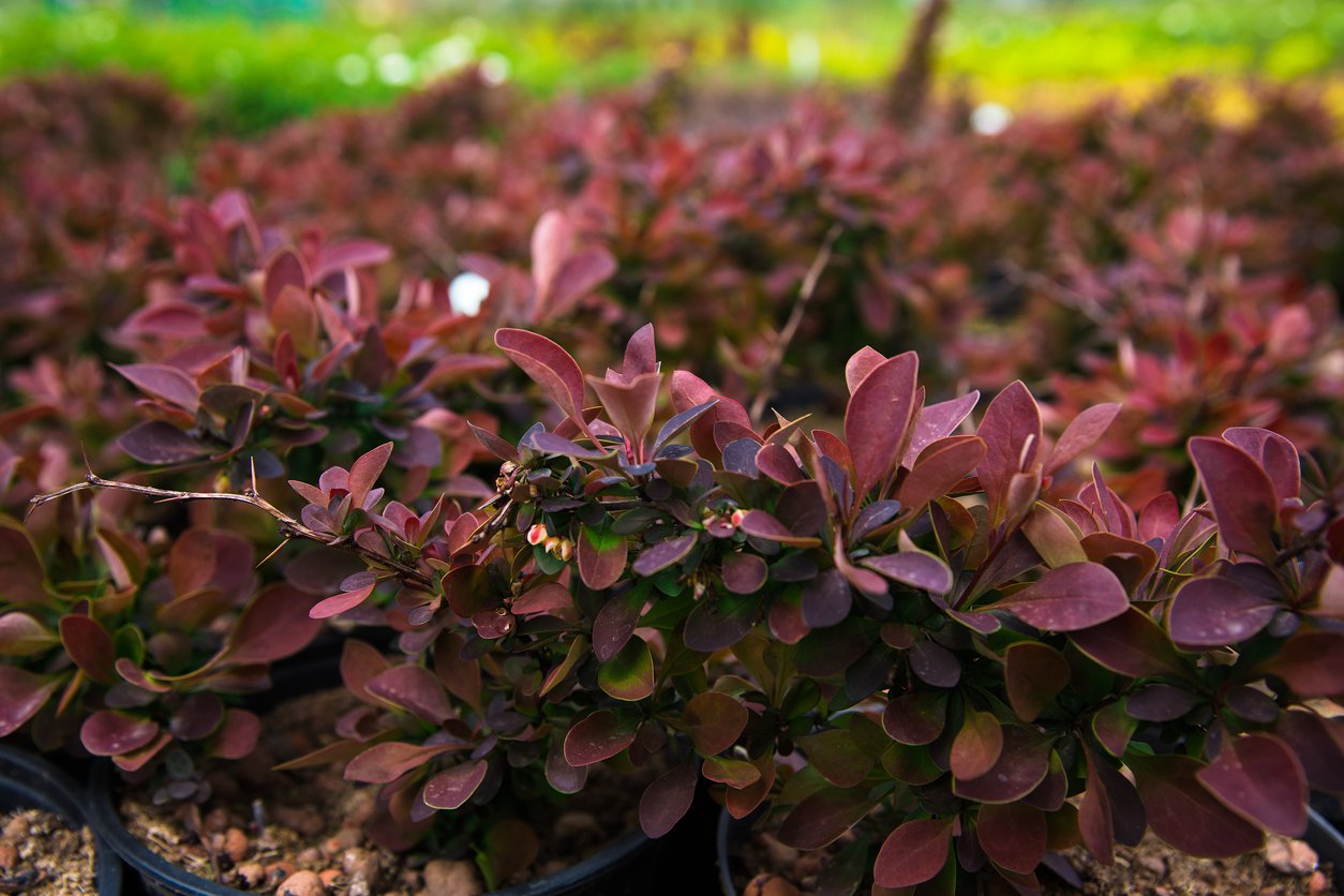 Berberys THUNBERGA BAGATELLE - 2