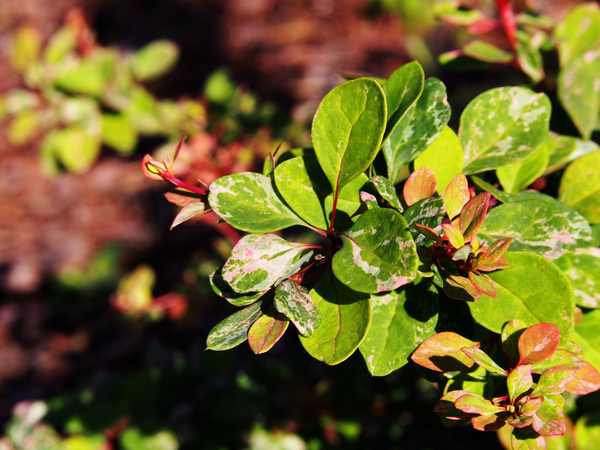 Berberys THUNBERGA KELLERIS - 2