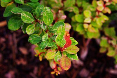 Berberys THUNBERGA KELLERIS