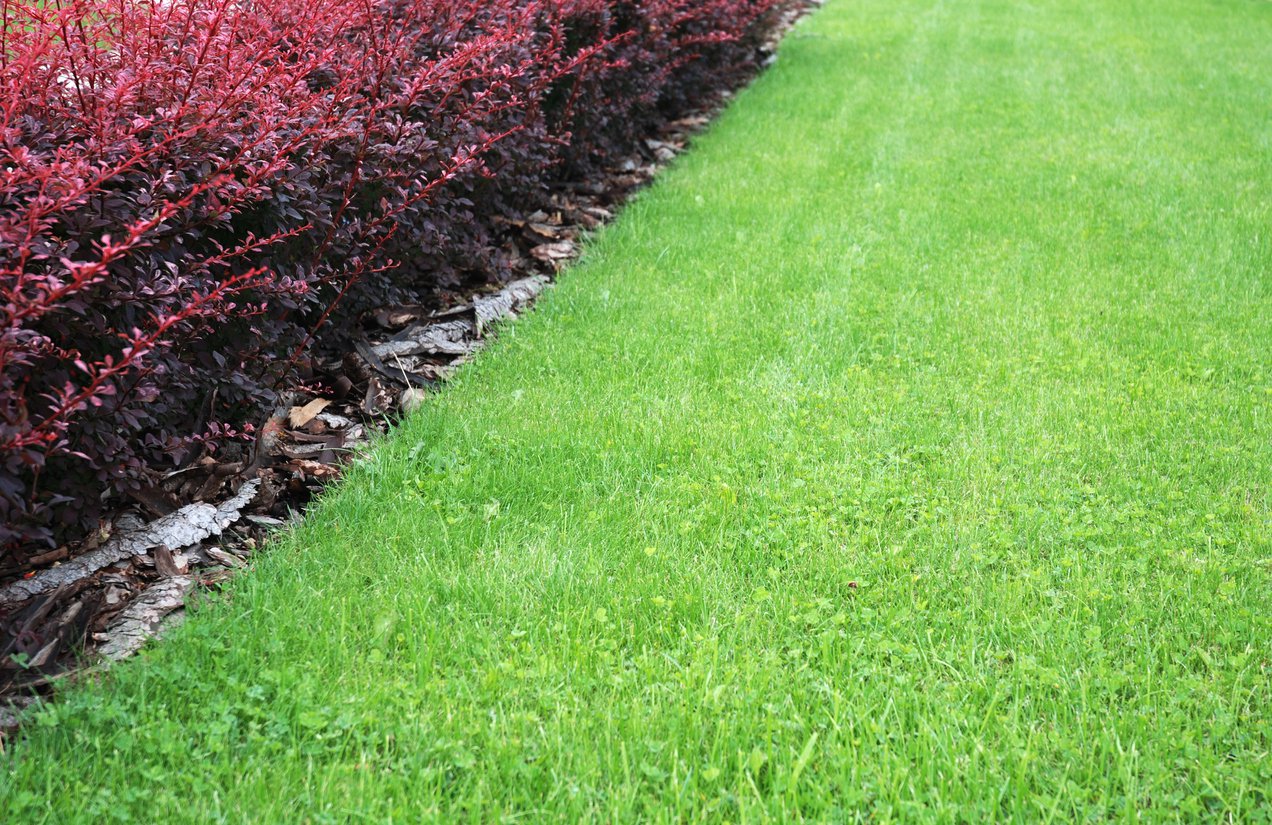 Berberys THUNBERGA RED CARPET - 3