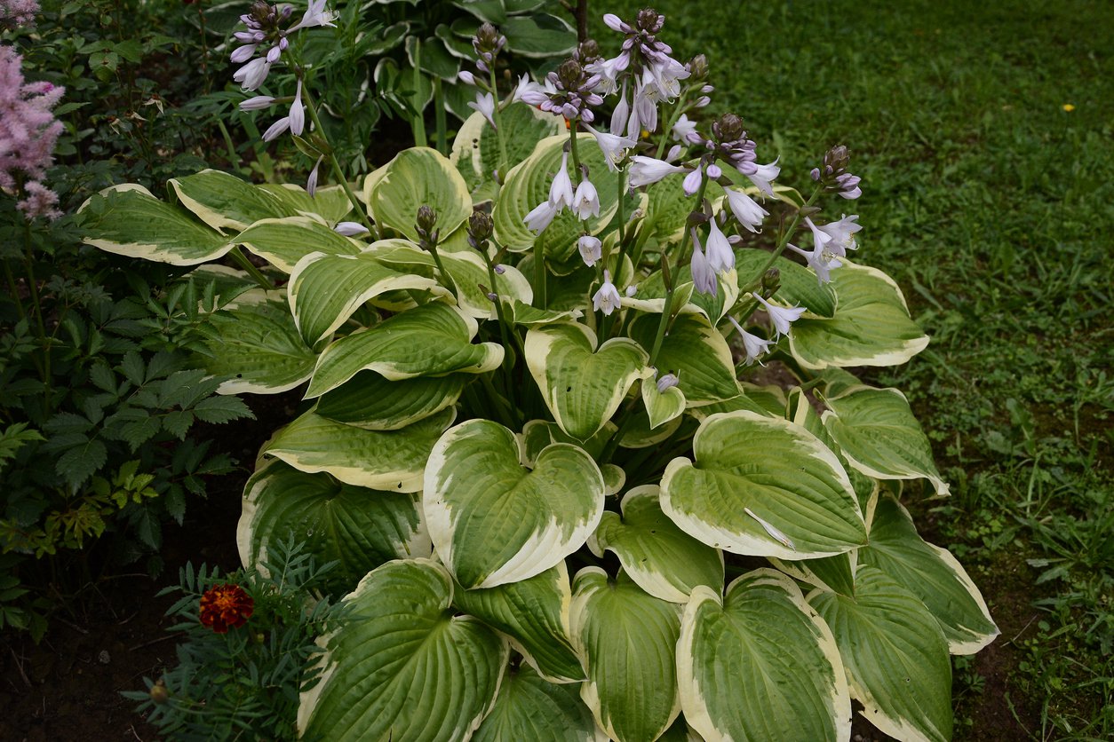 Funkia Hosta PILGRIM - 3