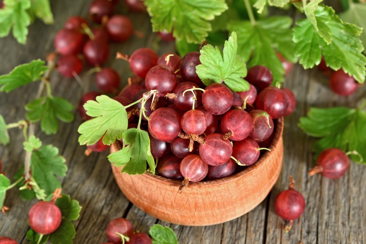 Agrest czerwony TRIUMF na pniu - 2