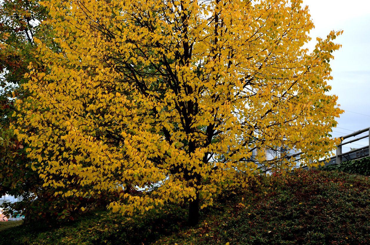 Lipa drobnolistna GREENSPIRE szczepiona - 2
