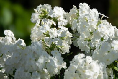 PŁOMYK FLOKS SWEET SUMMER WHITE