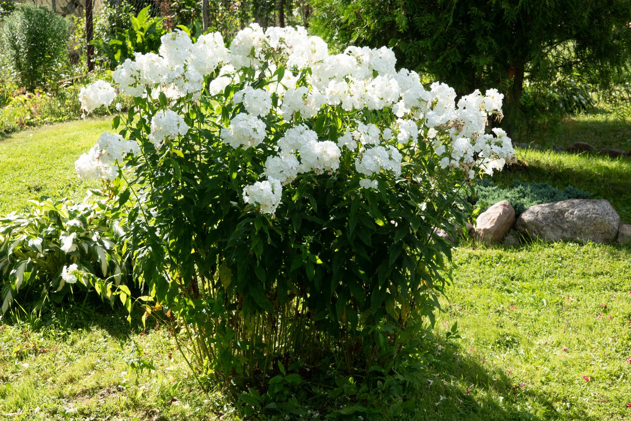 PŁOMYK FLOKS SWEER SUMMER WHITE - 2