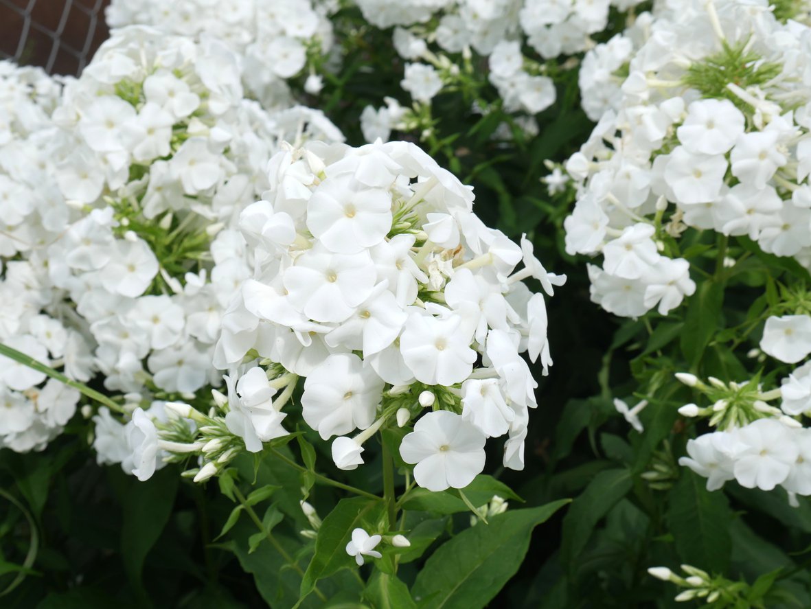 PŁOMYK FLOKS SWEER SUMMER WHITE - 3