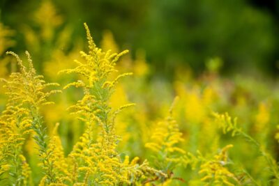 NAWŁOĆ POMARSZCZONA FIREWORKS
