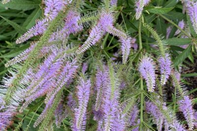 PRZETACZNIKOWIEC WIRGINIJSKI ADORATION