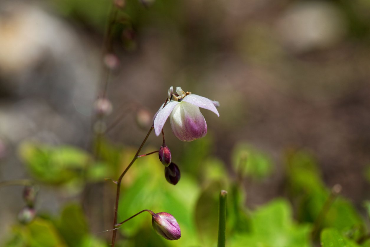 EPIMEDIUM YOUNGA ROSEUM - 2