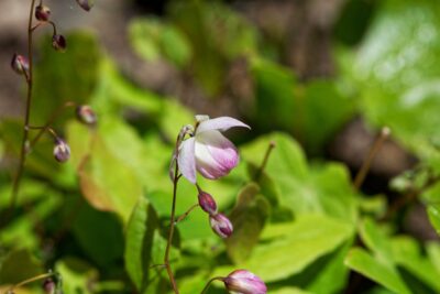 EPIMEDIUM YOUNGA ROSEUM