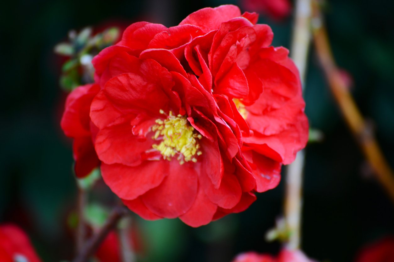 PIGWOWIEC OKAZAŁY PINK STORM - 4