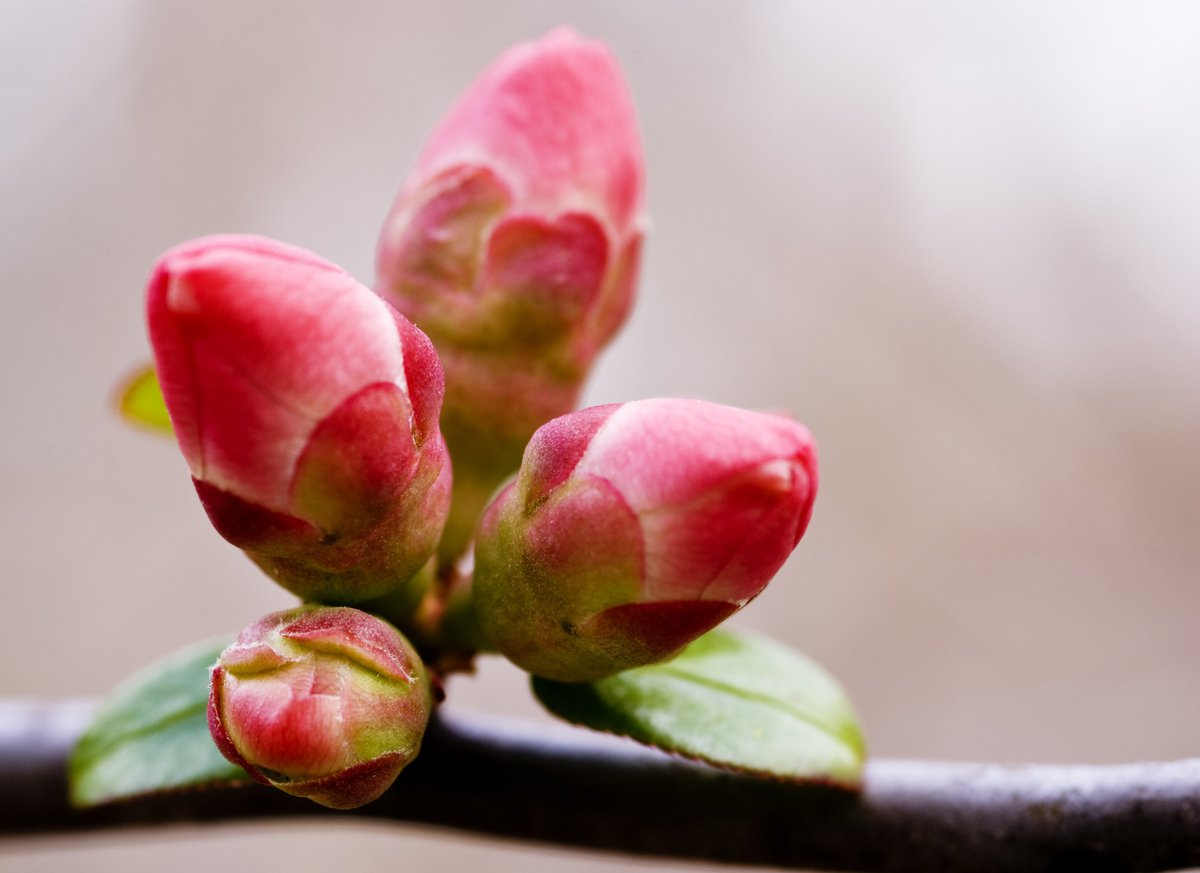 PIGWOWIEC OKAZAŁY PINK STORM - 3