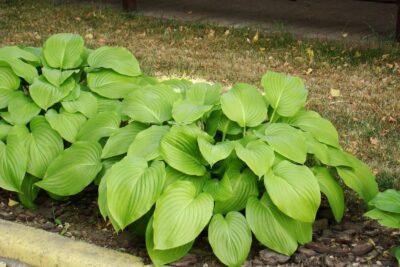 FUNKIA HOSTA KANTUNG