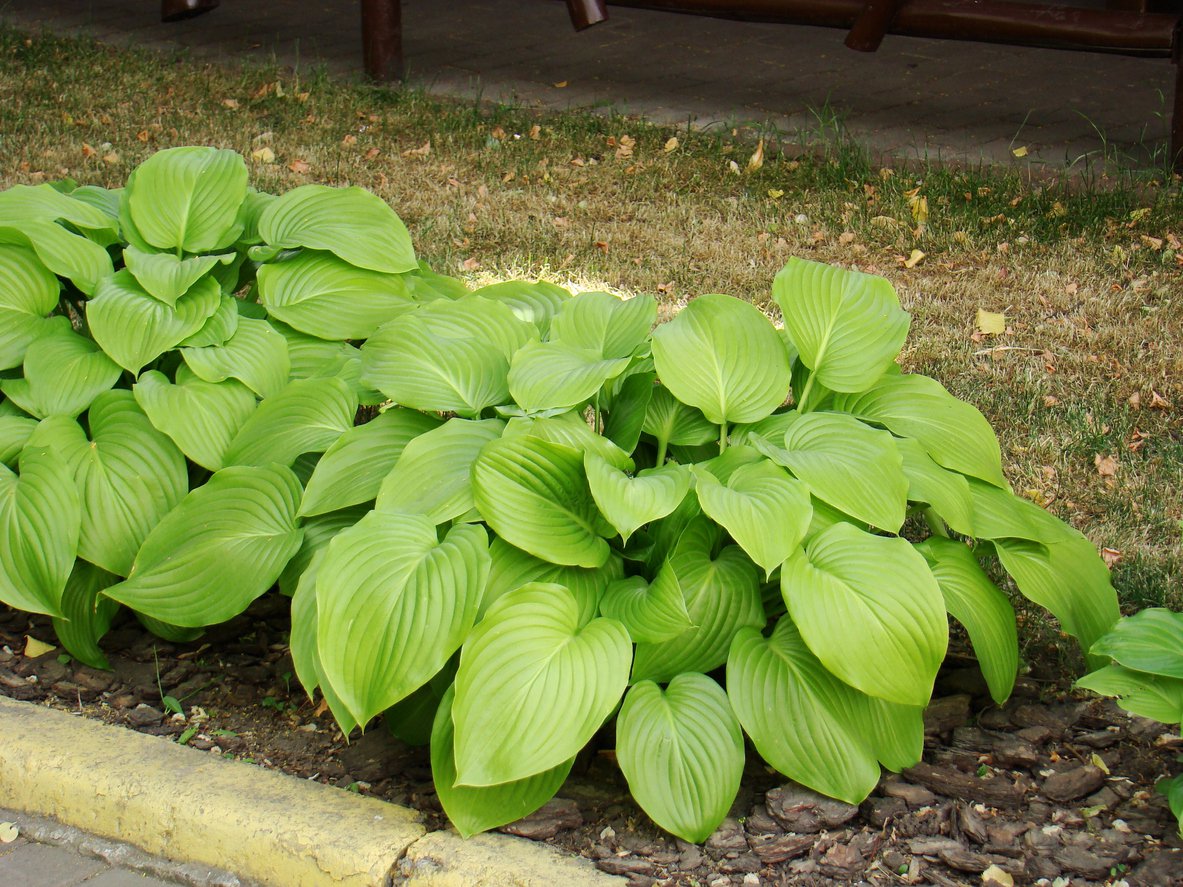FUNKIA HOSTA KANTUNG