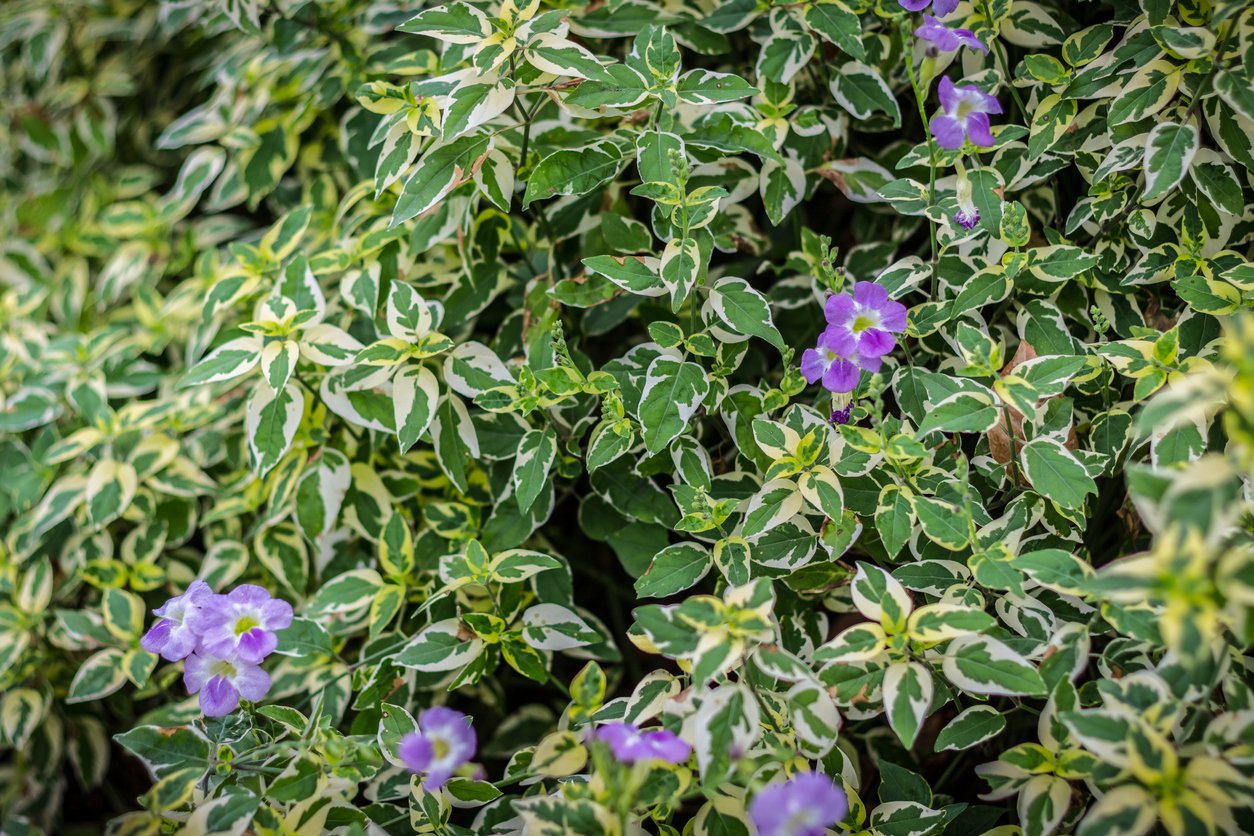 BARWINEK WIĘKSZY VARIEGATA - 2