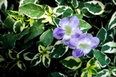 BARWINEK WIĘKSZY VARIEGATA