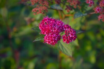 TAWUŁA JAPOŃSKA COUNTRY RED