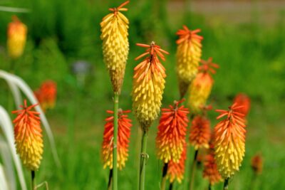 TRYTOMA GRANIASTA FLAMENCO