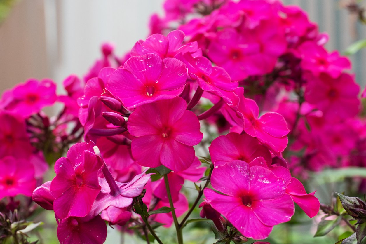 PŁOMYK FLOKS NICKY - 2