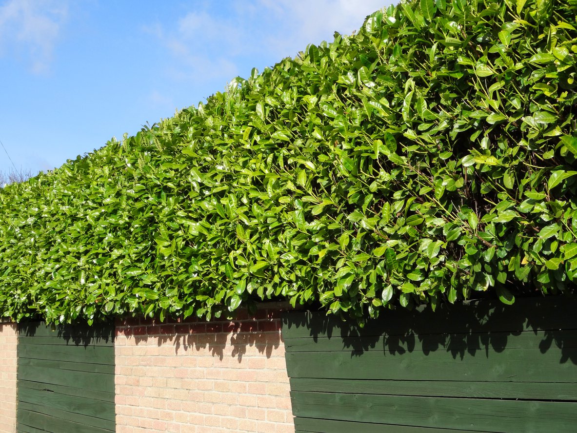 LAUROWIŚNIA WSCHODNIA ROTUNDIFOLIA - 3